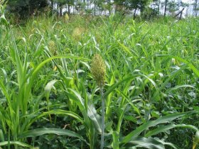 Food plot image